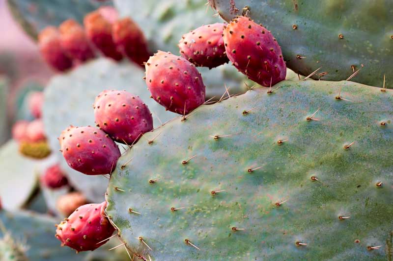 Prickly pears actually grow on a cactus