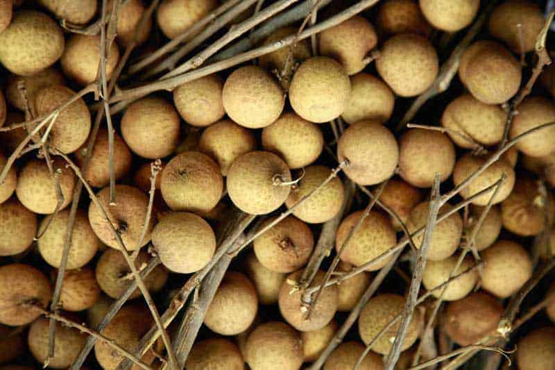 The small brown round fruit called longan originates from Asia