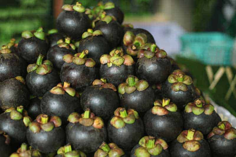 The purple fruit of the mangosteen has a small green hat made of leaves