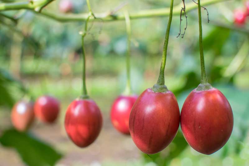 Bright red tamarillo hanging from a branch, looking a bit like very large oval cherries