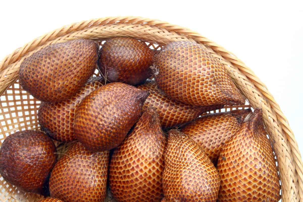 The fruits of snake fruit are brown and scaly
