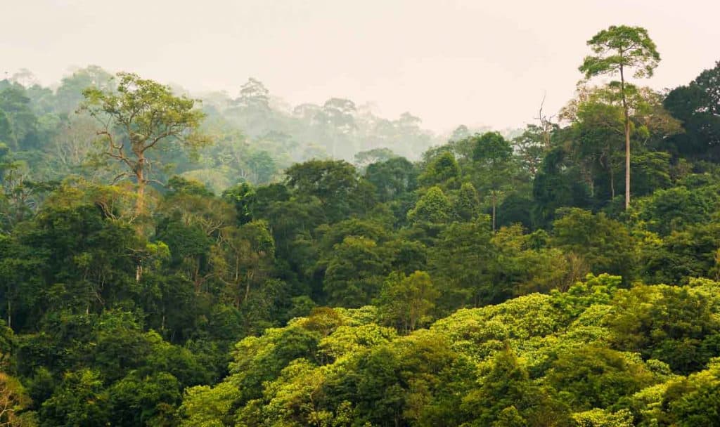 Blick über den Wald im Khao Yai Nationalpark