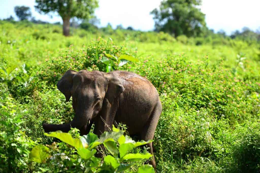 Junger Elefant in einem Gebüsch