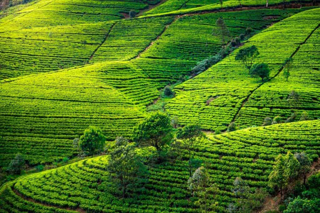 Tee Felder auf den Hängen von Sri Lanka